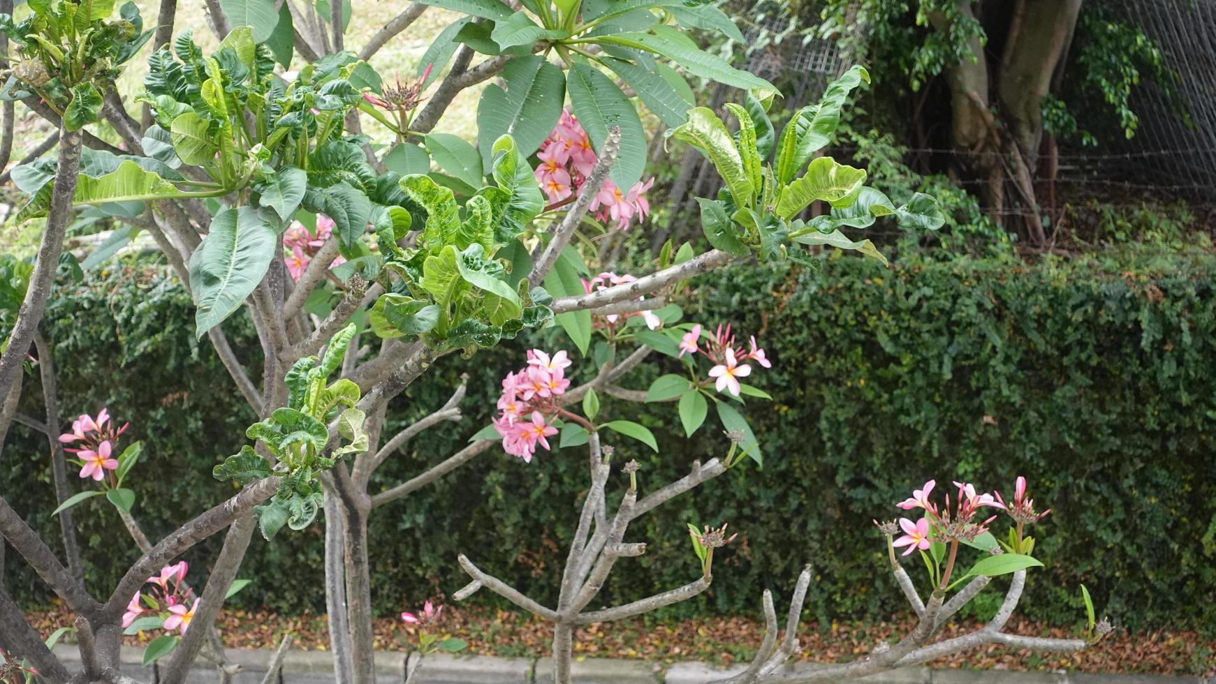 Frangipani flowers are pink cherry blossoms photo