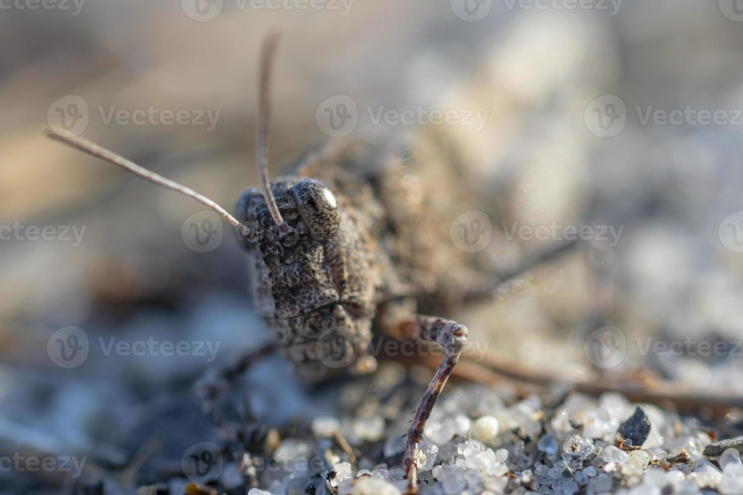 fotografía macro de un saltamontes. foto