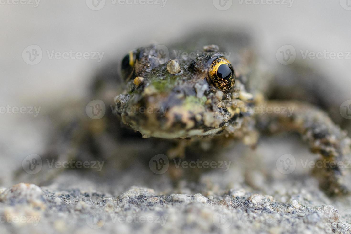 Frog with the beautiful yellow eyes. photo