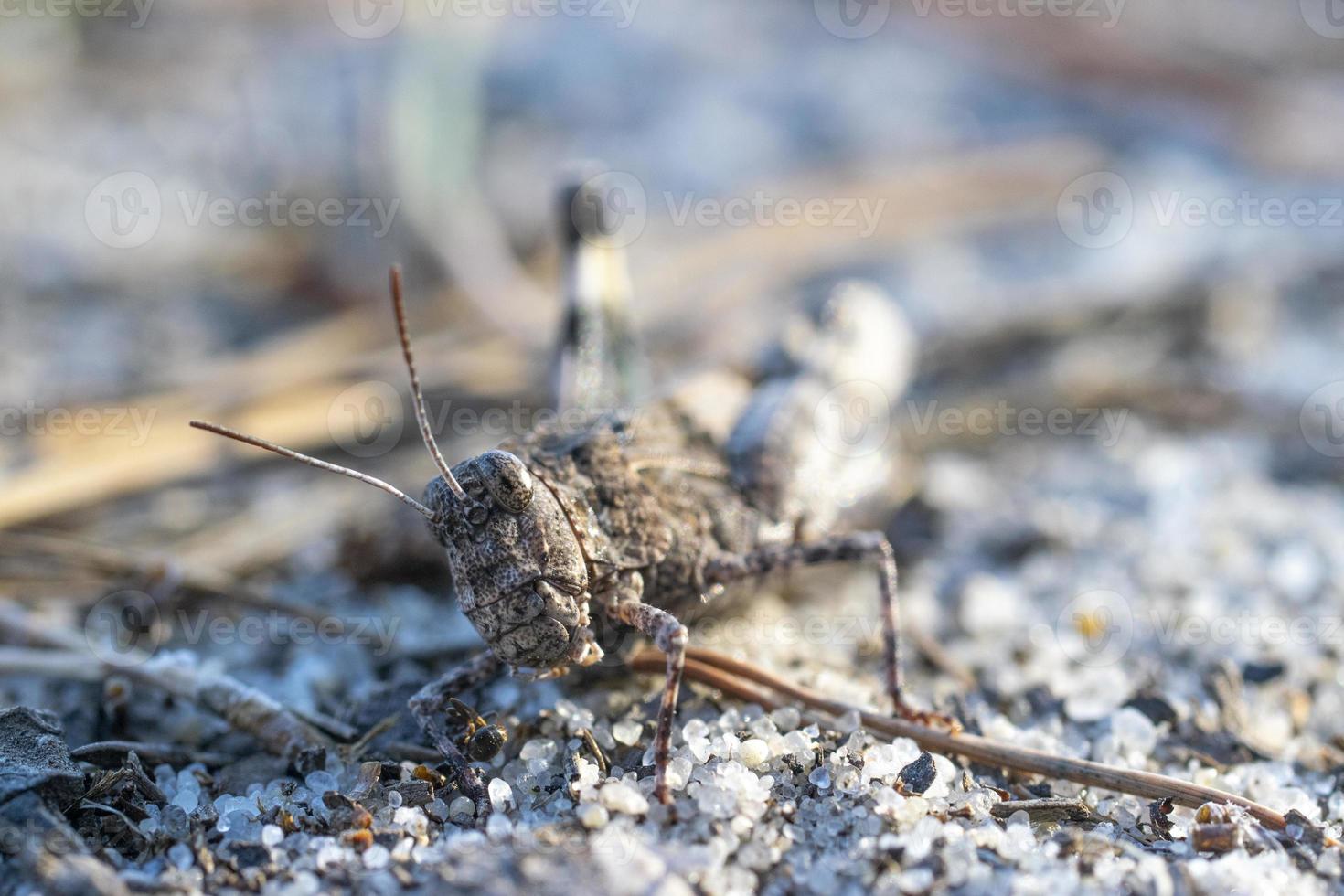 Macro photography of a grasshopper. photo