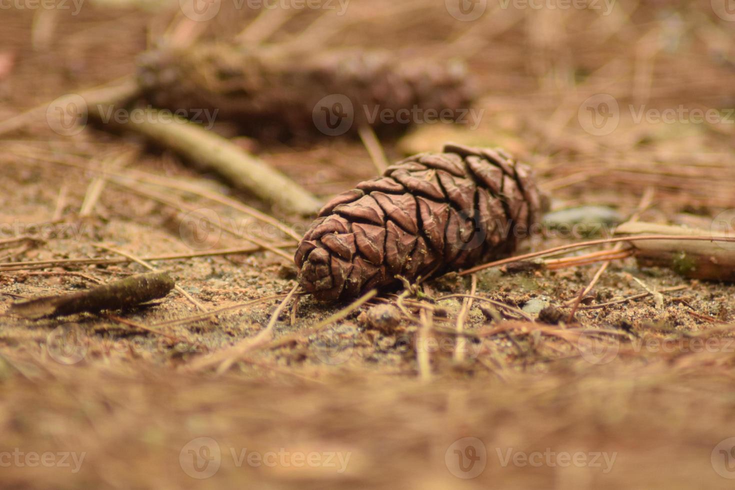 pine on the ground photo