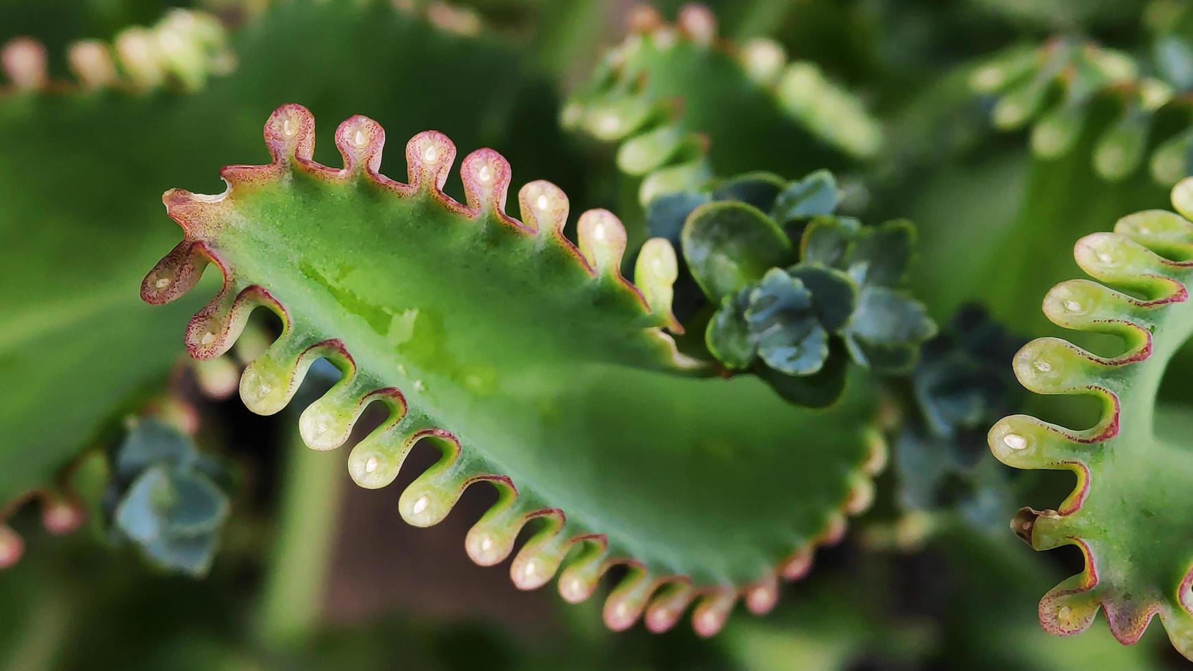 Close up image of green devil's backbone plant, aka well known as cocor bebek in Indonesia photo