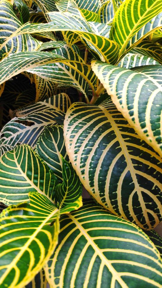 Aphelandra squarrosa or zebra plant is a plant species in the family Acanthaceae, which comes from the vegetation of the Brazilian Atlantic Forest. photo