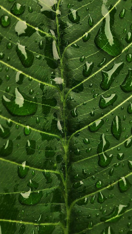 hoja verde con gotas de agua de cerca foto