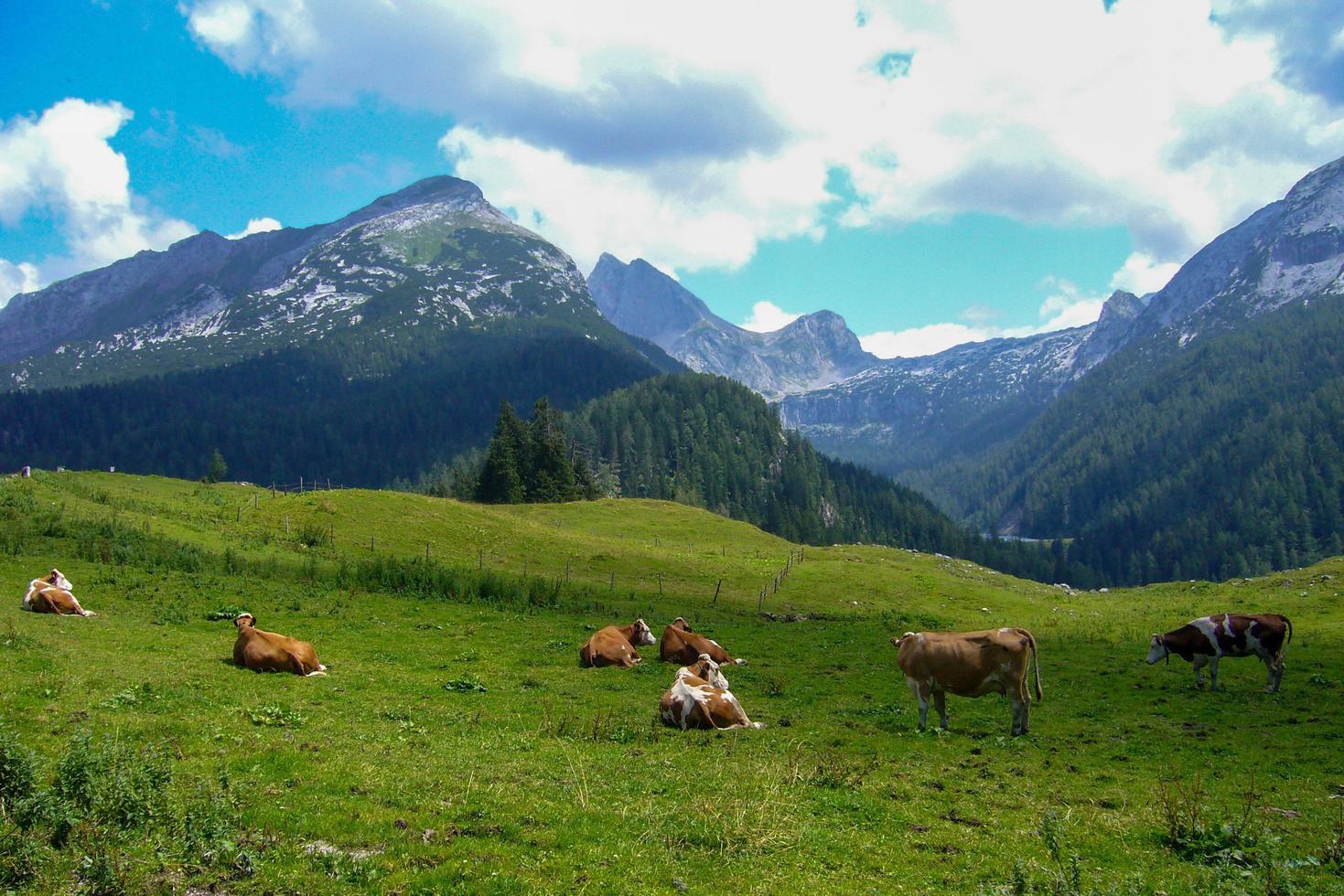 hermoso paisaje natural en kallbrunn alm, austria foto