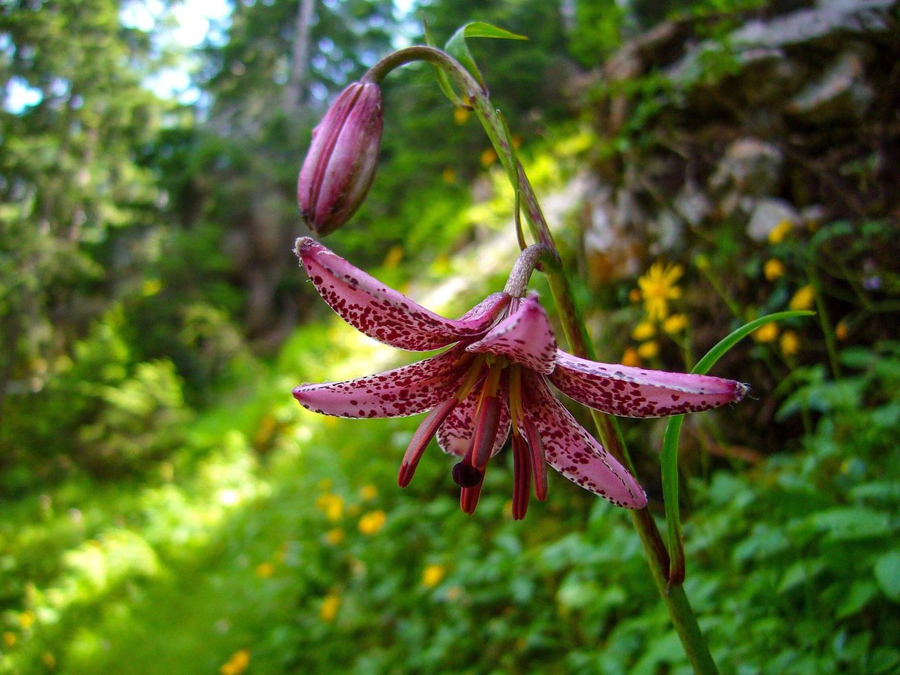 Lilium martagon, the martagon lily or Turk's cap lily, in the bavarian alps photo