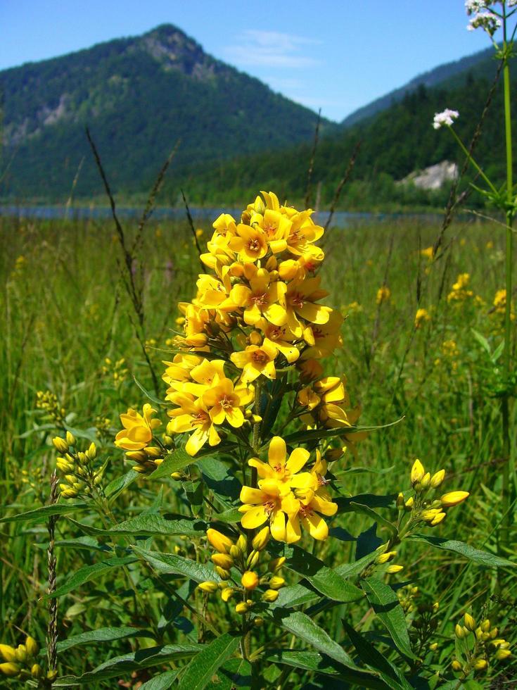 beautiful alpine yellow wildflower, bavarian alps photo