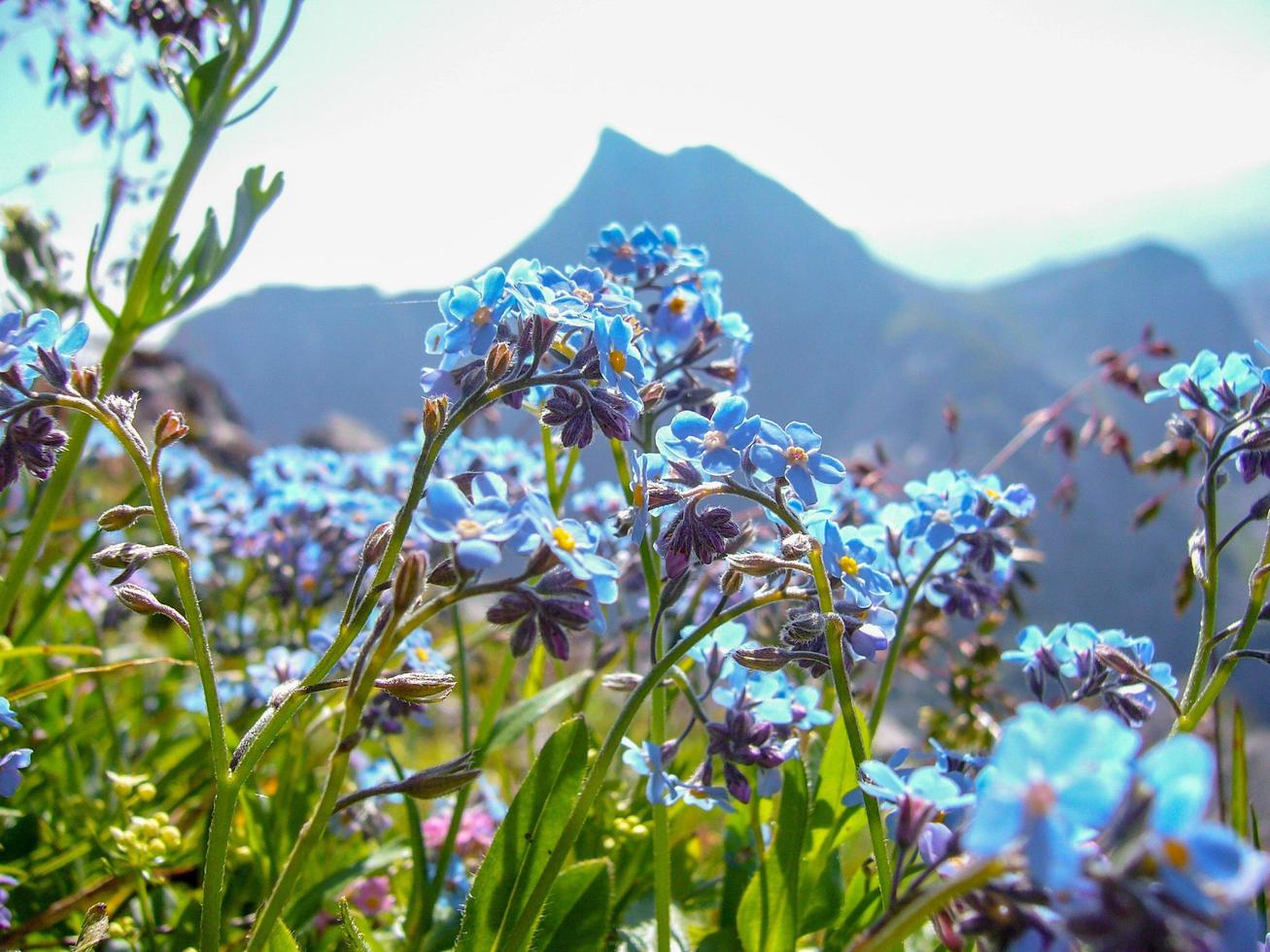 beautiful alpine wildflowers photo