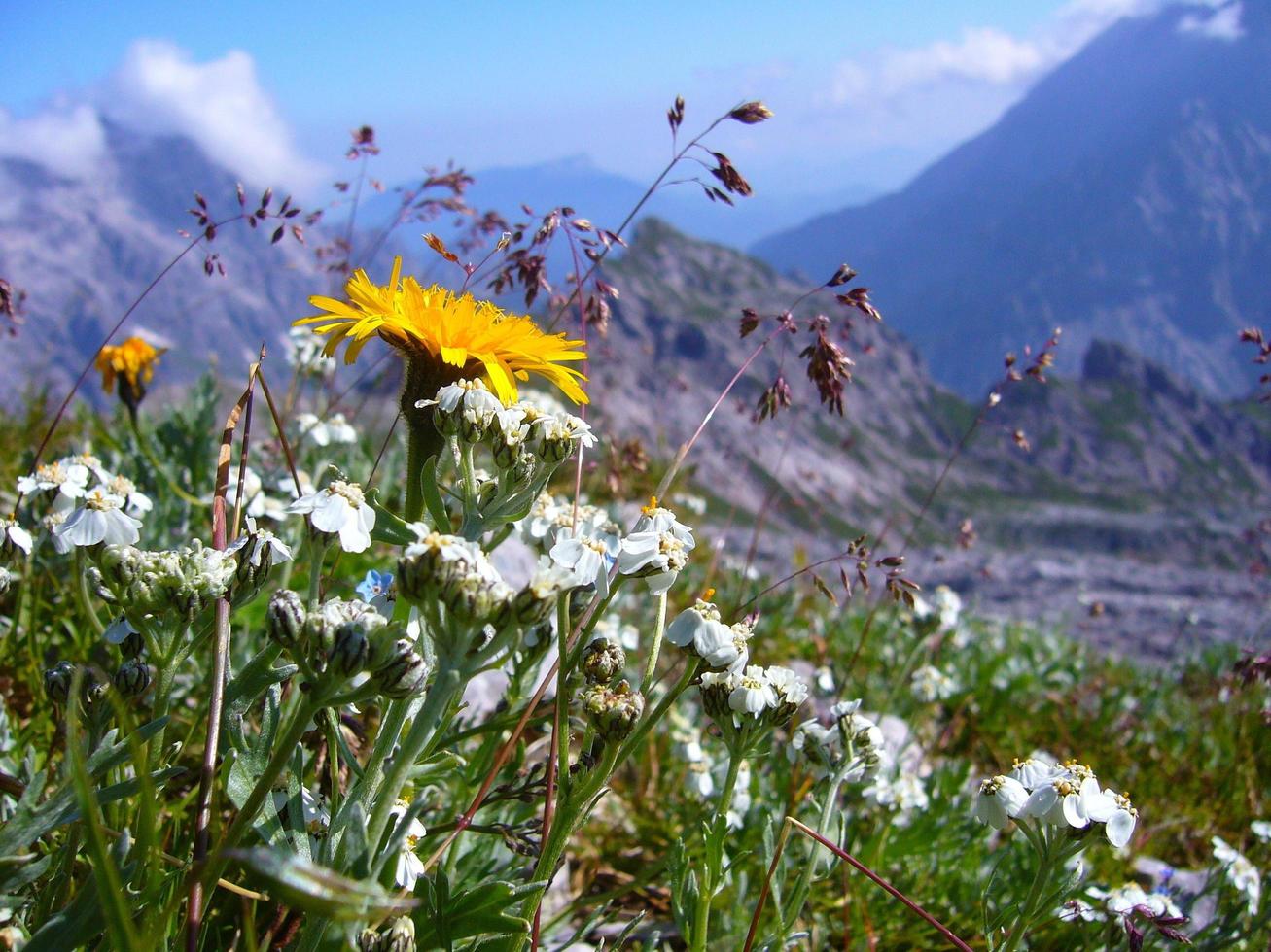 beautiful yellow alpine wildflowers photo