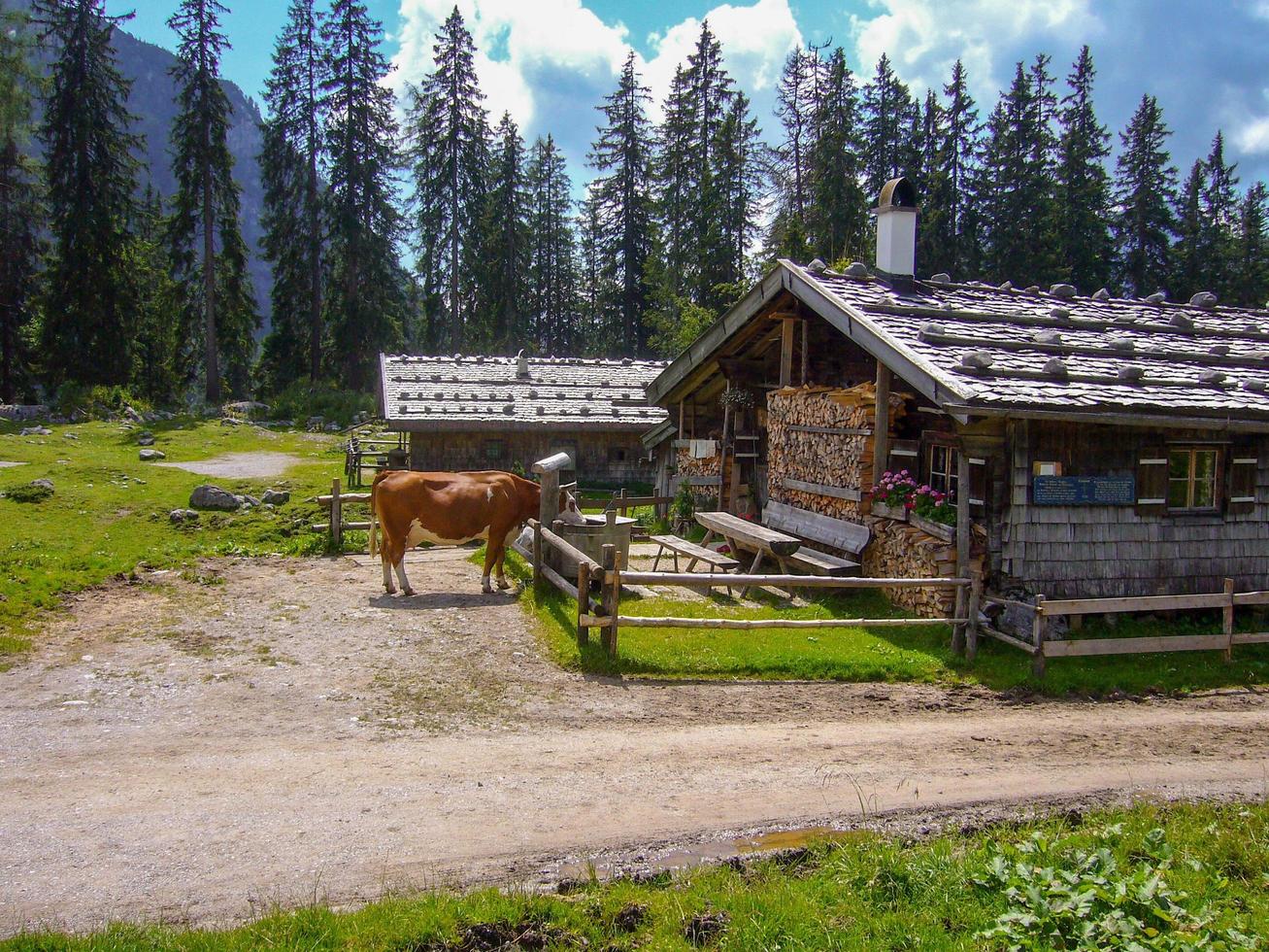 beautiful nature scenery at kallbrunn alm with cows, austria photo