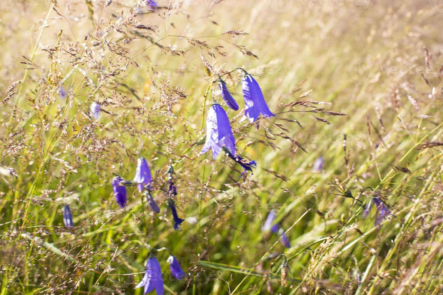 Lilac bells in the field, against the background of the rotten grass photo