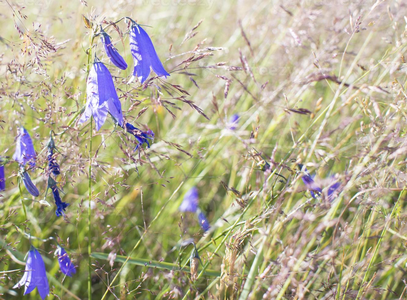 Lilac bells in the field, against the background of the rotten grass photo