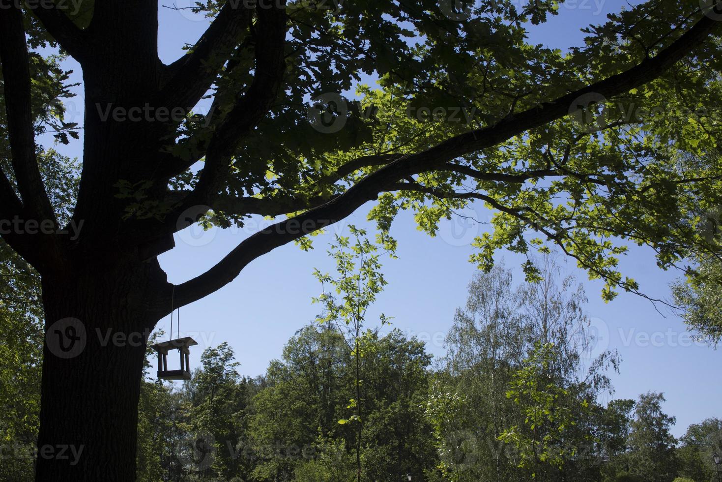 Hanging birdhouse on a tree. Feed for wild birds. Wooden house for birds. Feed the birds. Box without walls. Bread and crackers in the feeder. Spring Park photo