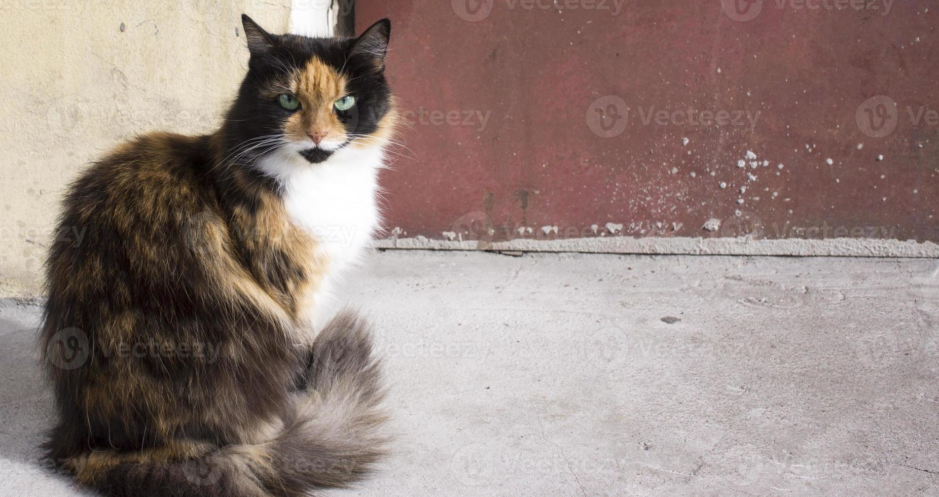 tricolor cat on a brown background copy space photo