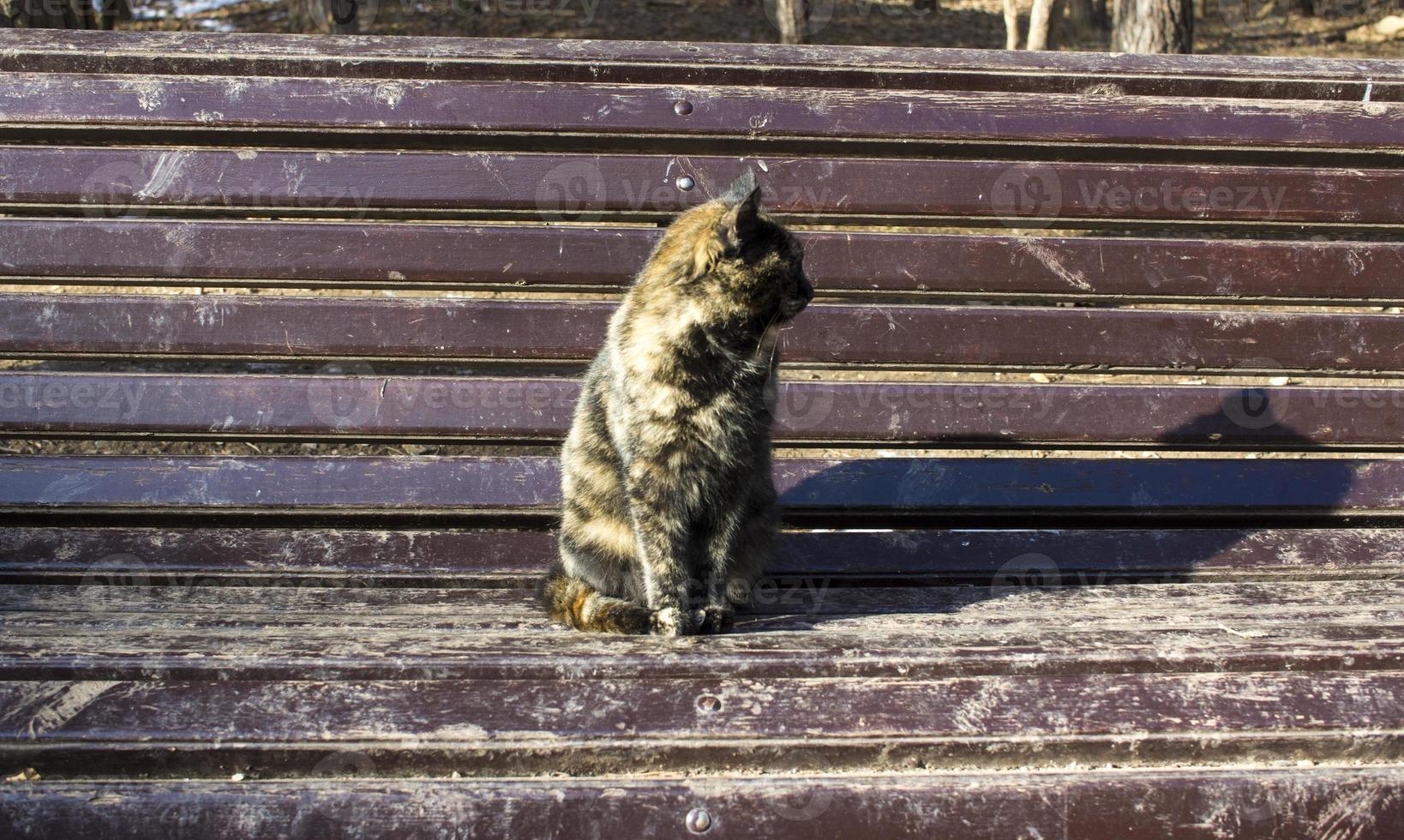tricolor cat on a brown background copy space photo