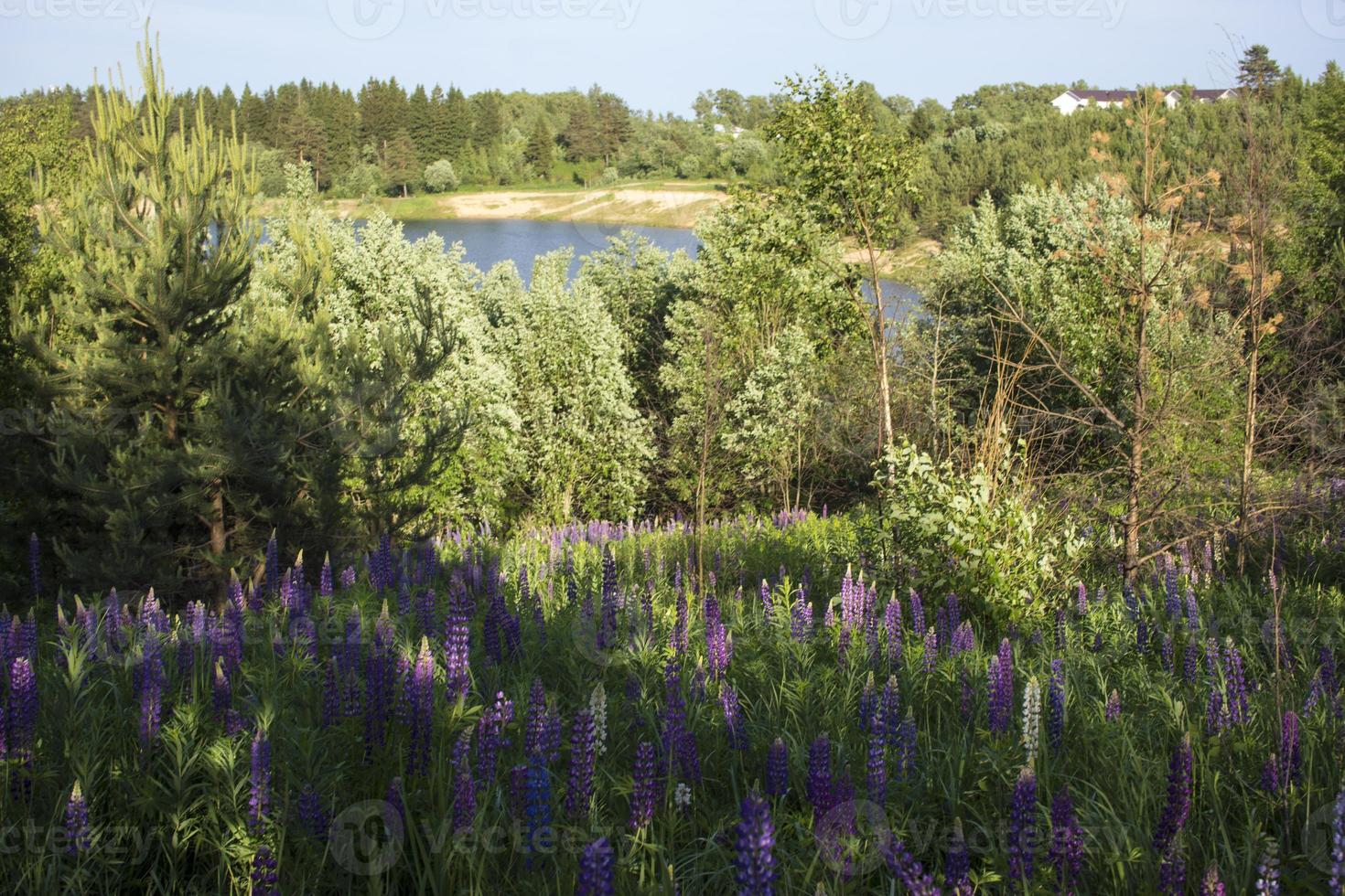 Close up of lupine flowers in lights of the evening sun. photo