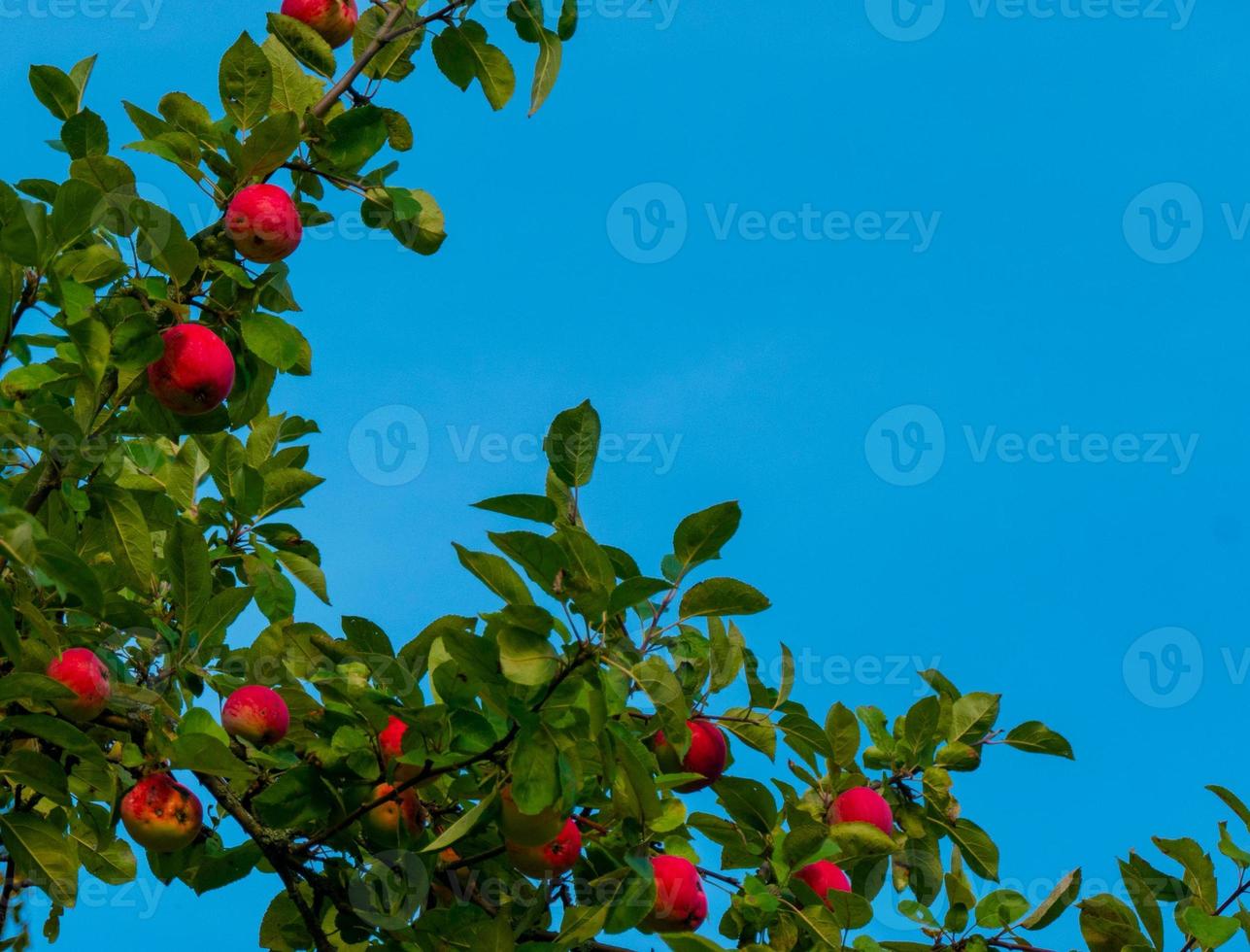 Ripe apples on branches. Red apples with green leaves hanging on tree in autumn garden and ready for harvest. photo