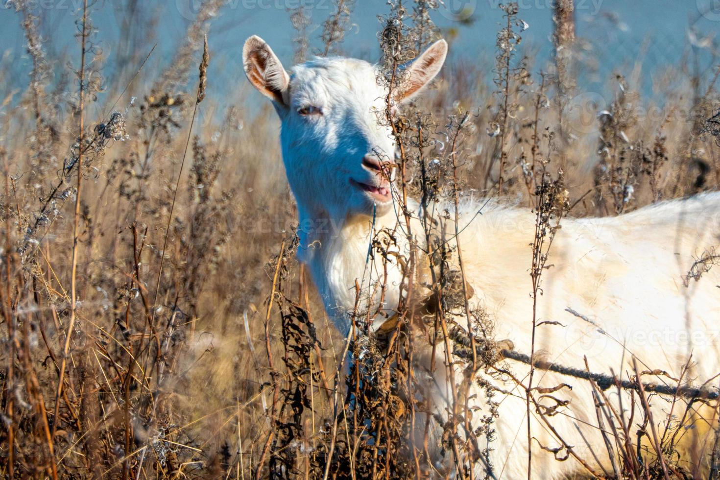 Goat eating withered grass, Livestock on a pasture. White goat. Cattle on a village farm. Cattle on a village farm. photo