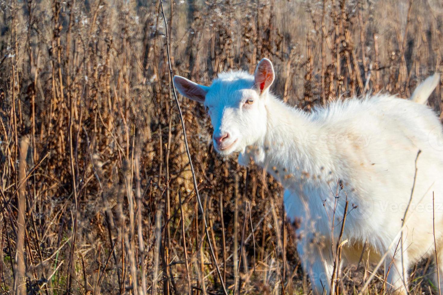 cabra comiendo hierba marchita, ganado en un pasto. cabra blanca ganado en una granja del pueblo. ganado en una granja del pueblo. foto
