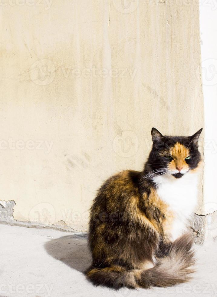 tricolor cat on a brown background copy space photo