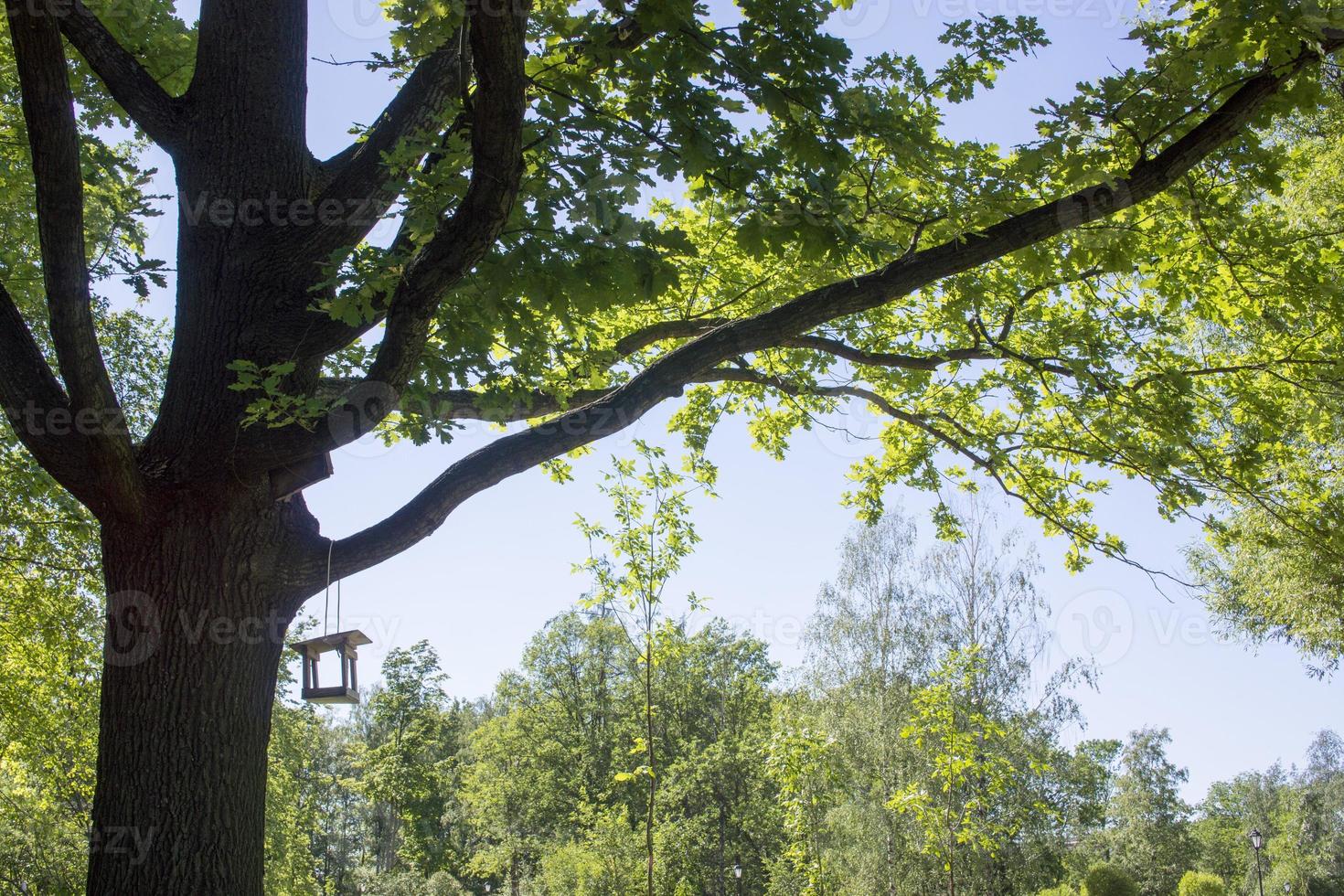 Hanging birdhouse on a tree. Feed for wild birds. Wooden house for birds. Feed the birds. Box without walls. Bread and crackers in the feeder. Spring Park photo