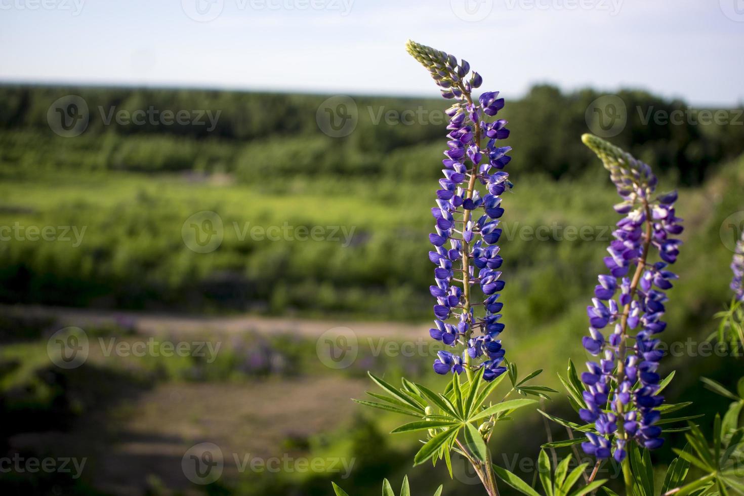 Close up of lupine flowers in lights of the evening sun. photo