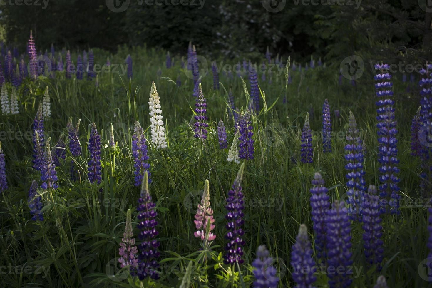 Close up of lupine flowers in lights of the evening sun. photo