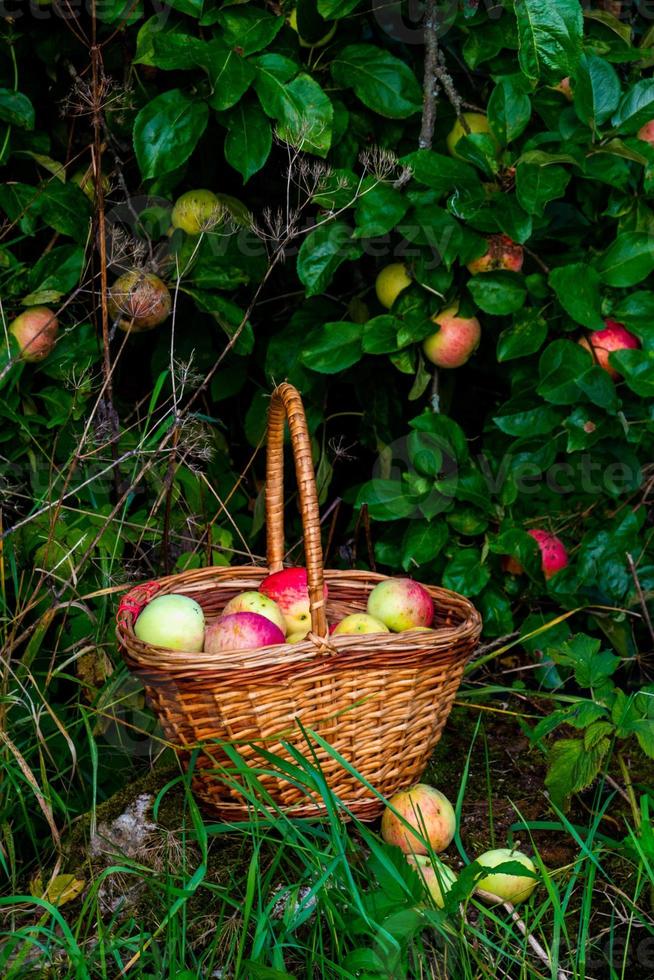 Red and green freshly picked apples in basket on green grass. photo