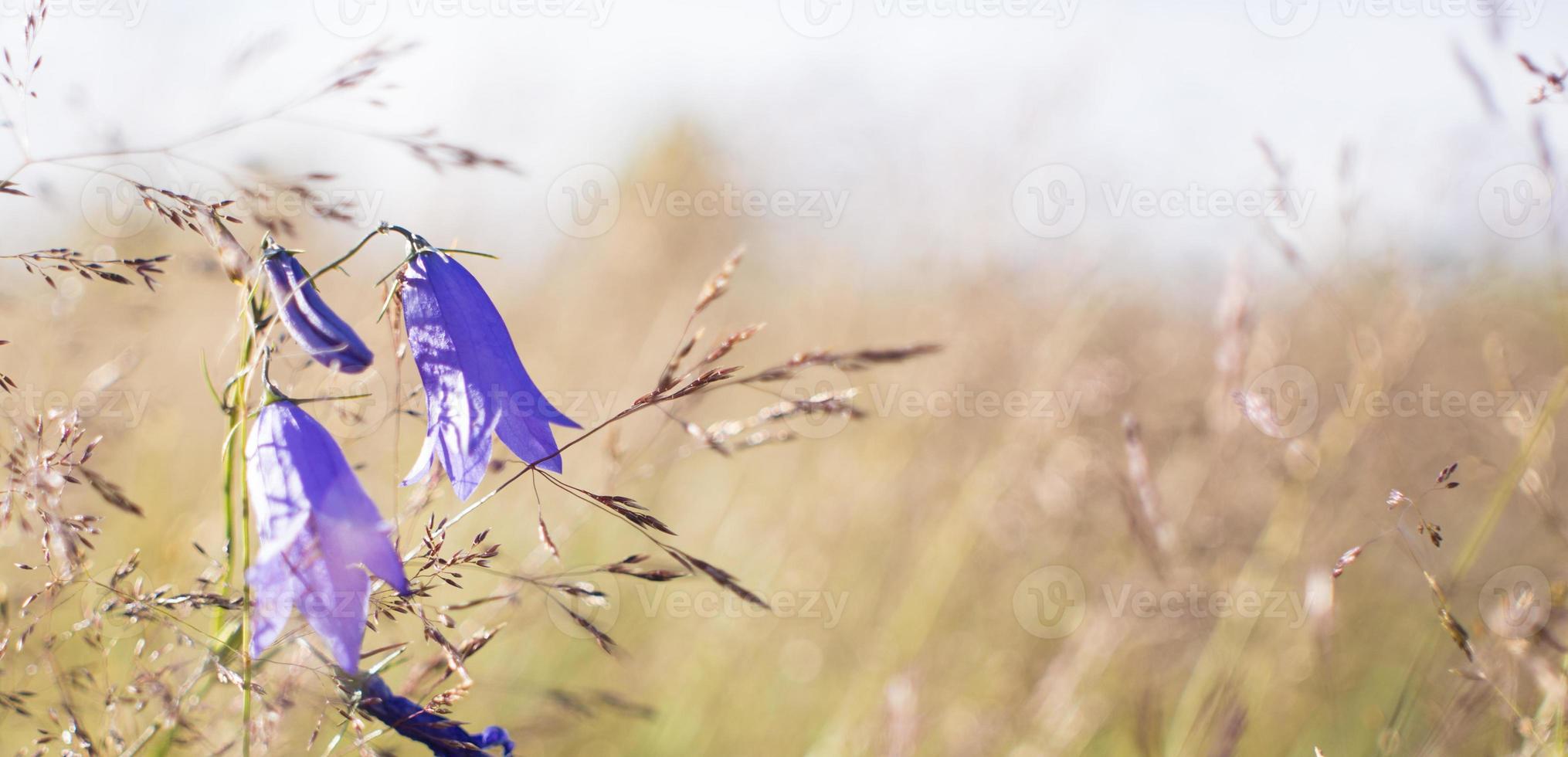 Lilac bells in the field, against the background of the rotten grass photo