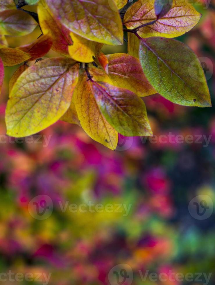 bright autumn background leaves and fruits of chokeberry Bush photo