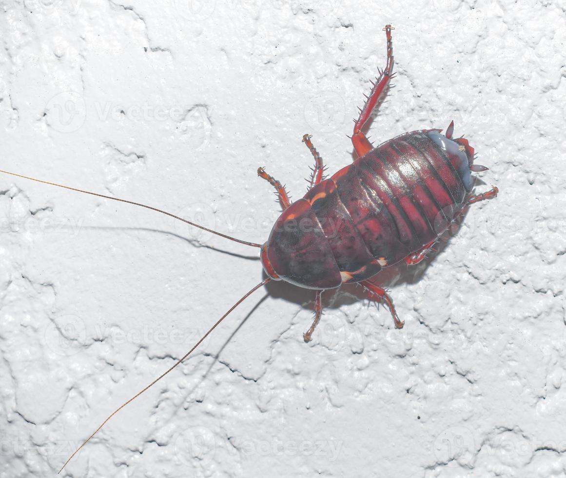 Florida wood cockroach Eurycotis floridana on stucco wall reddish brown color, long antennae