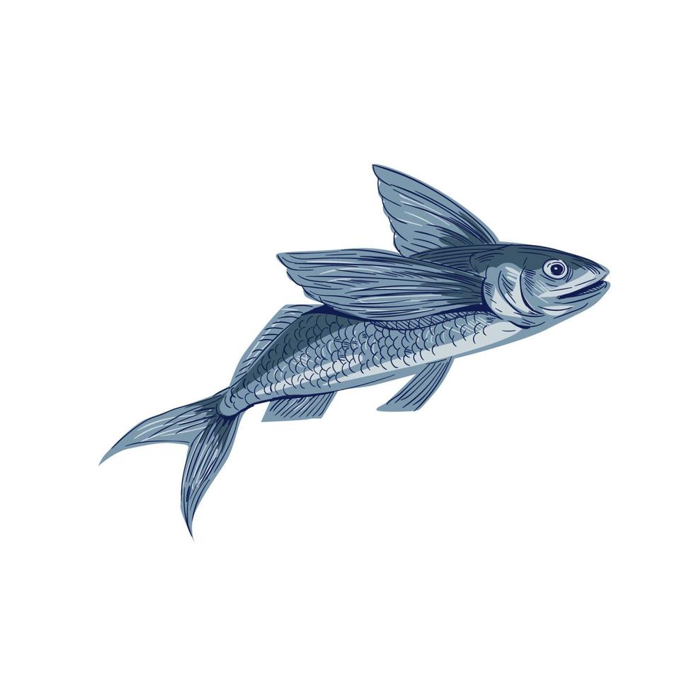 Flying Fish Drawing vector