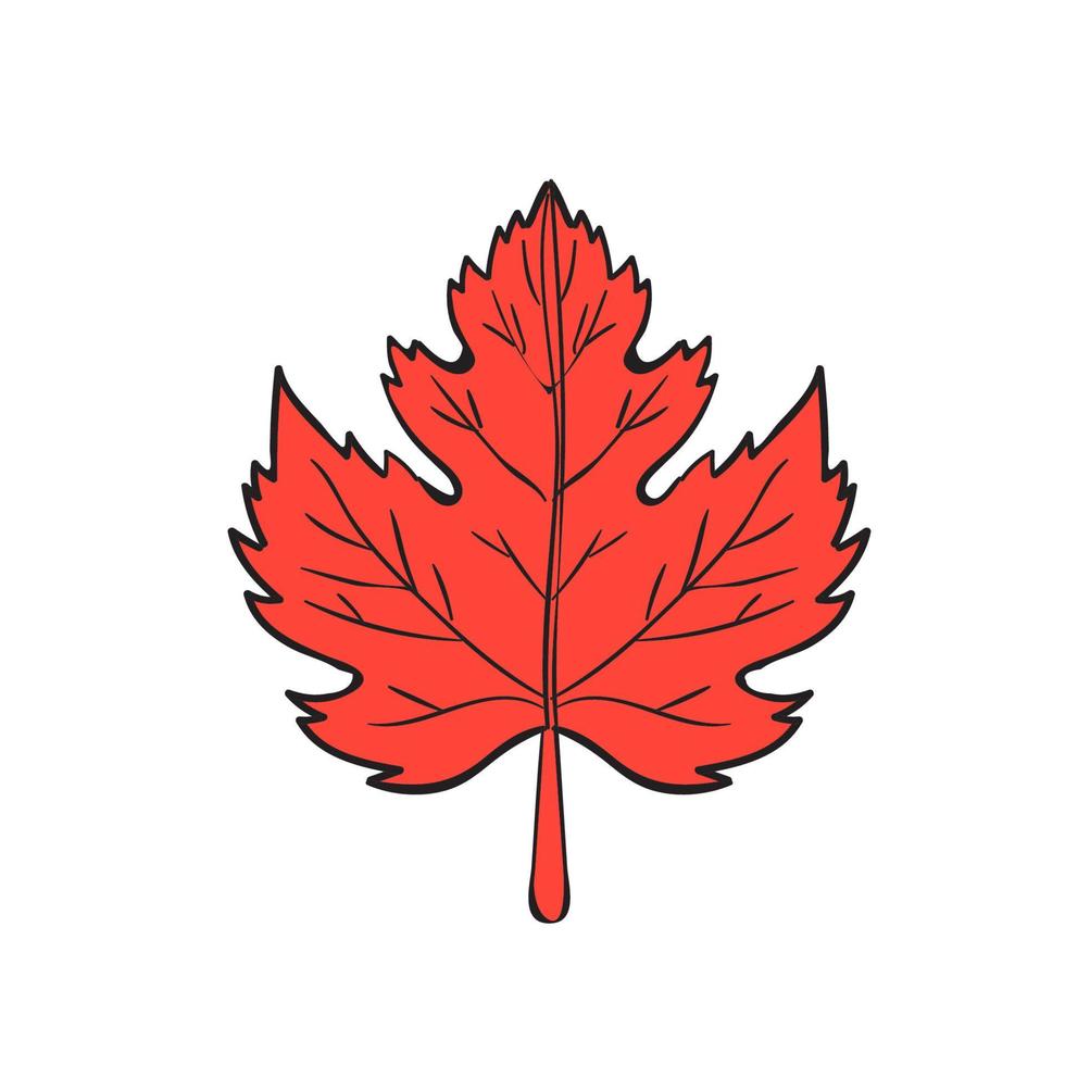 Maple Leaf Drawing vector