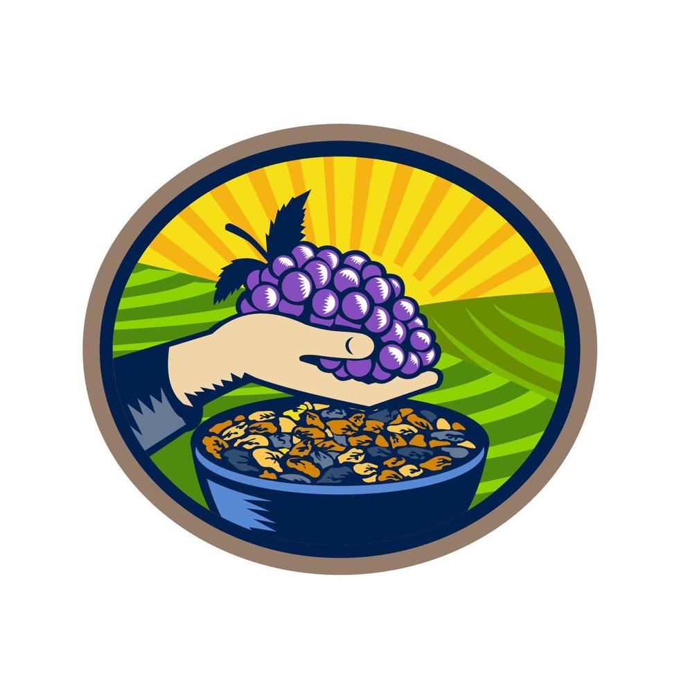 Hand Holding Grapes Raisins Oval Woodcut vector