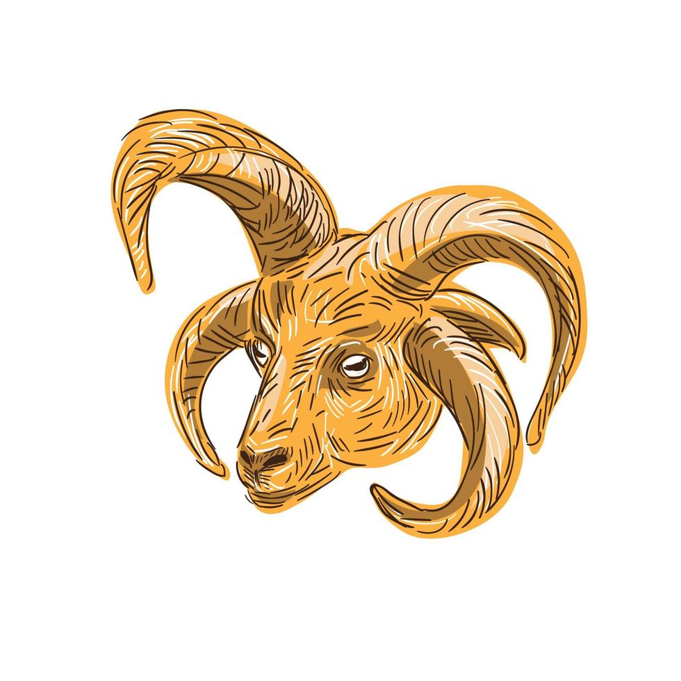 dibujo de cabeza de manx loaghtan vector