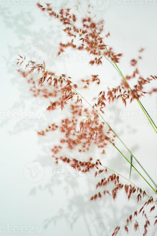 house plant decor in isolated white background. tropical floral for home interior in minimalist design photo