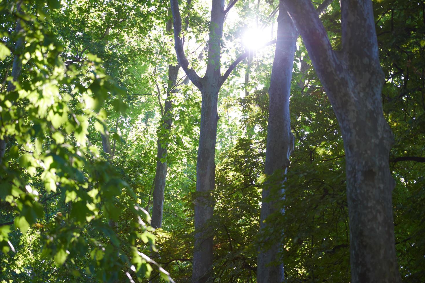 Tree branches view photo