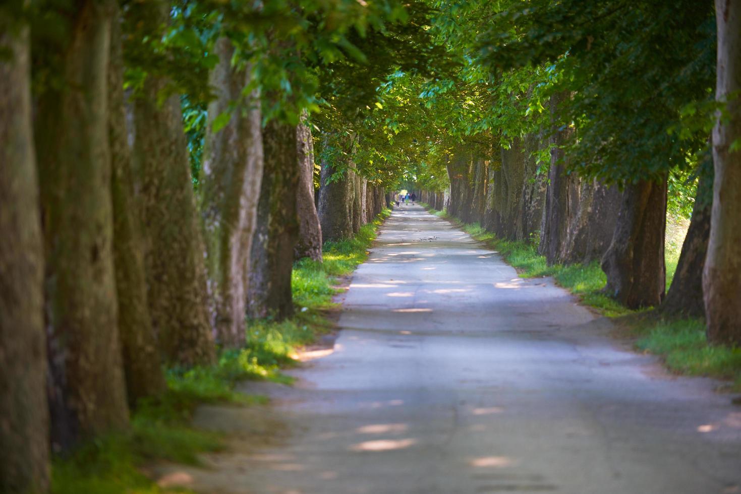 country road trought tree  alley in photo