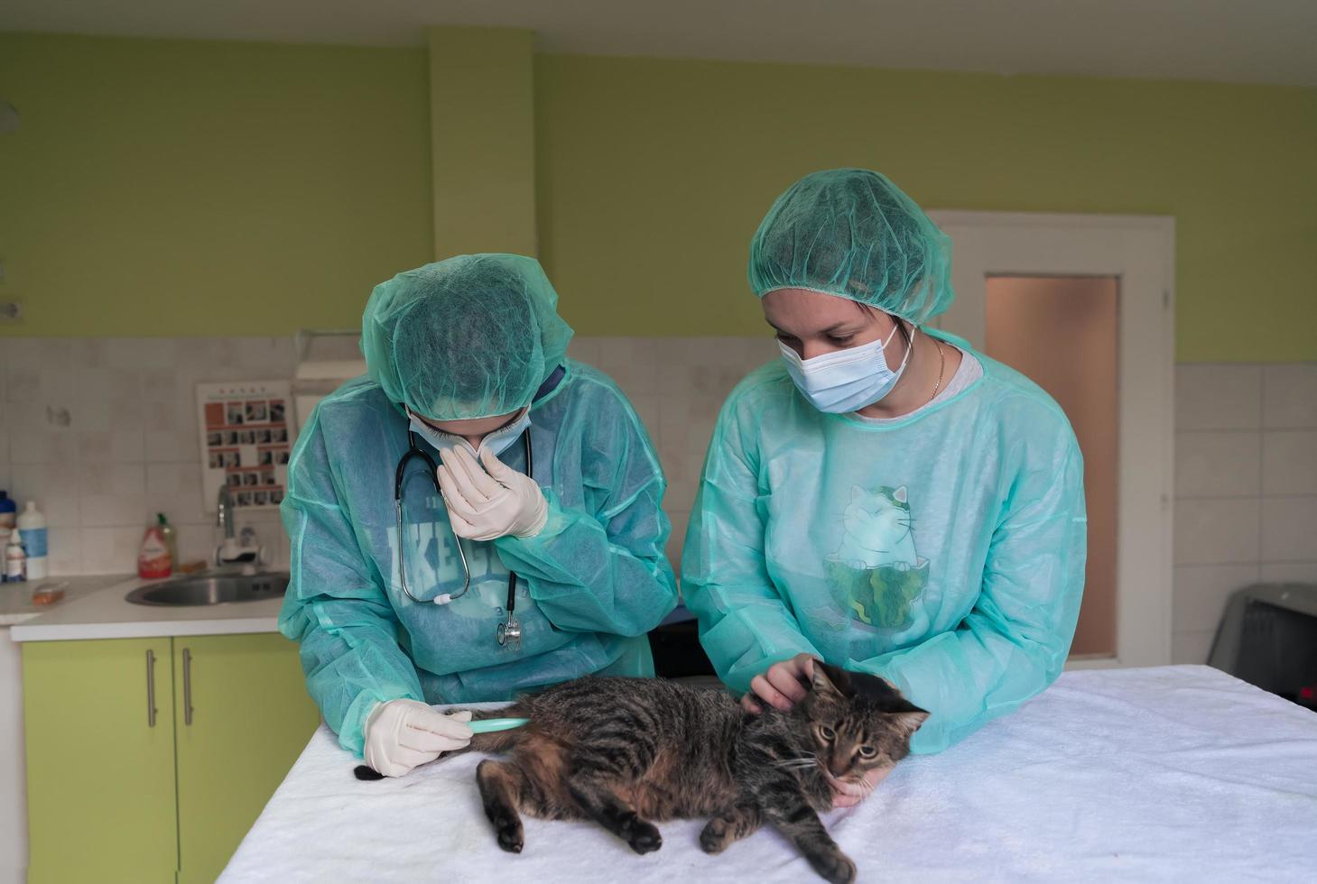 Veterinarian measuring the temperature of little kitten photo