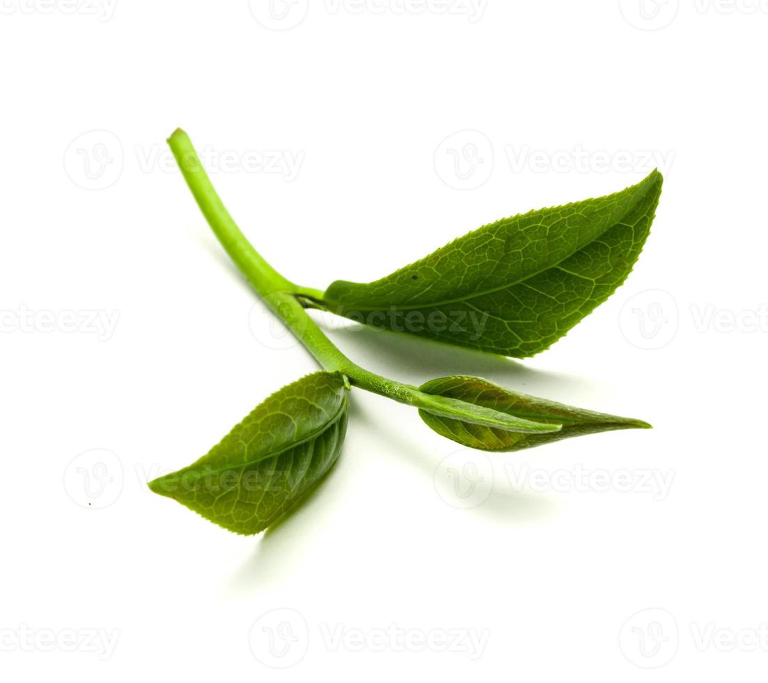 Green tea leaf isolated on white background, Fresh tea leaves on a white background photo