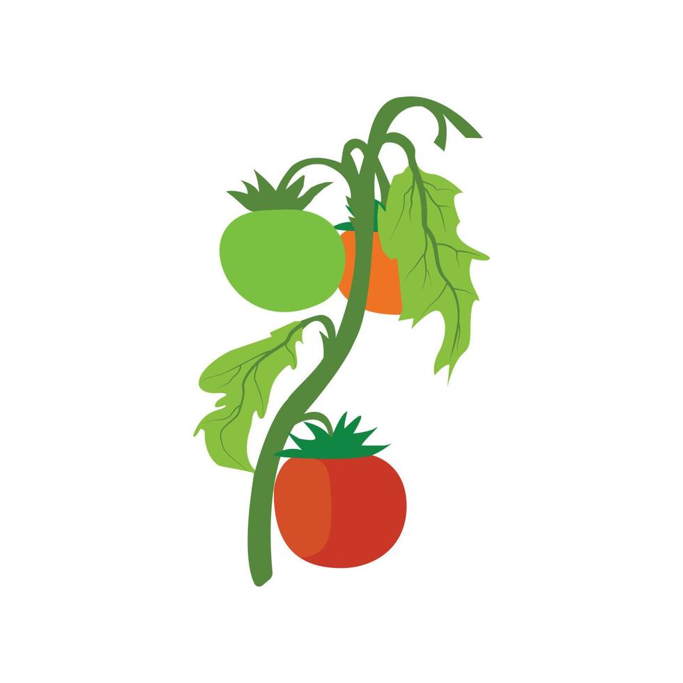 On a white background, a tomato vector illustration.