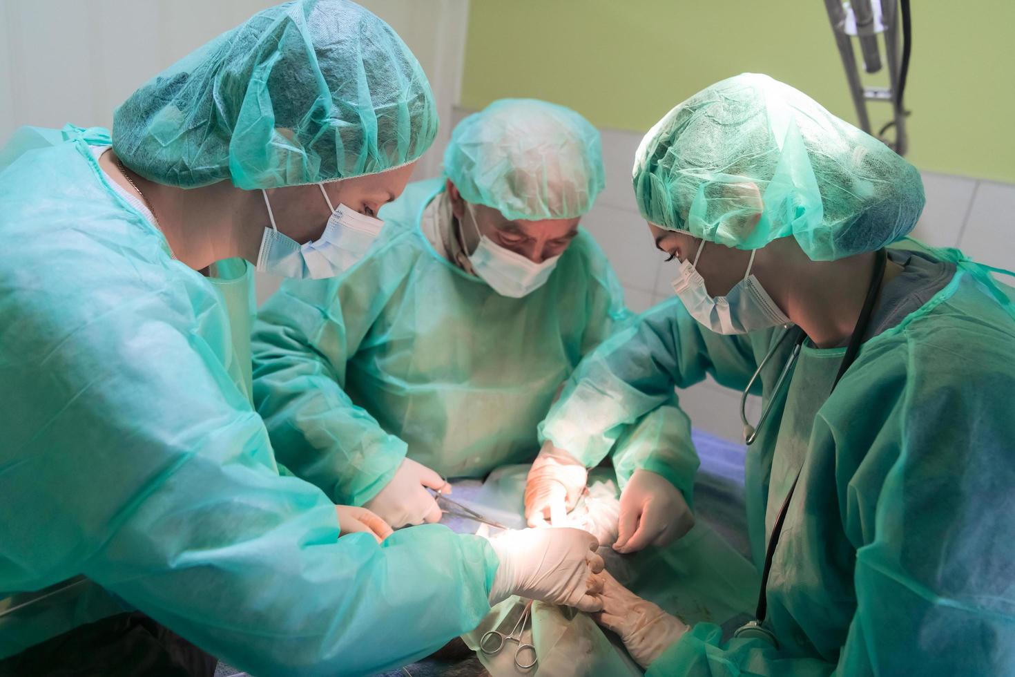 cirugía abdominal real en un gato en un hospital foto