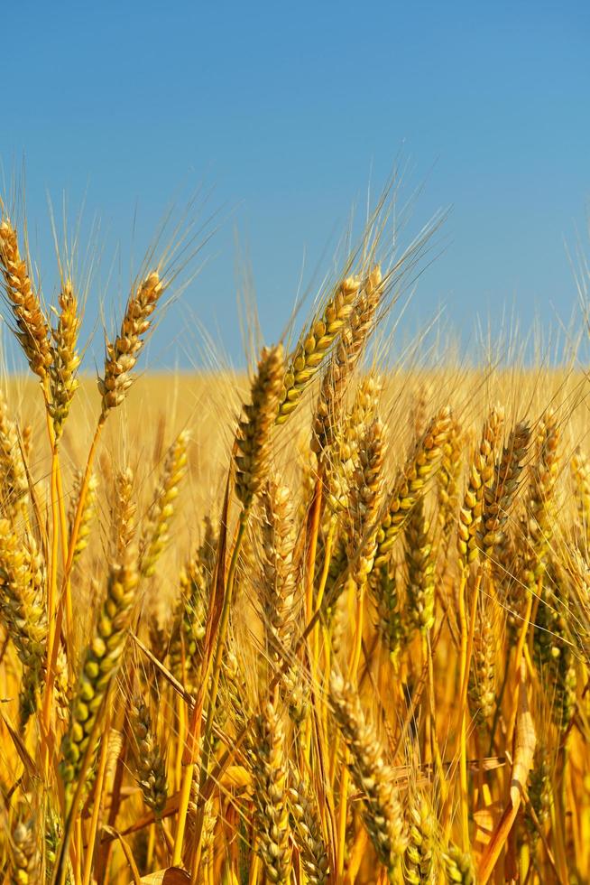 wheat field with blue sky in background photo