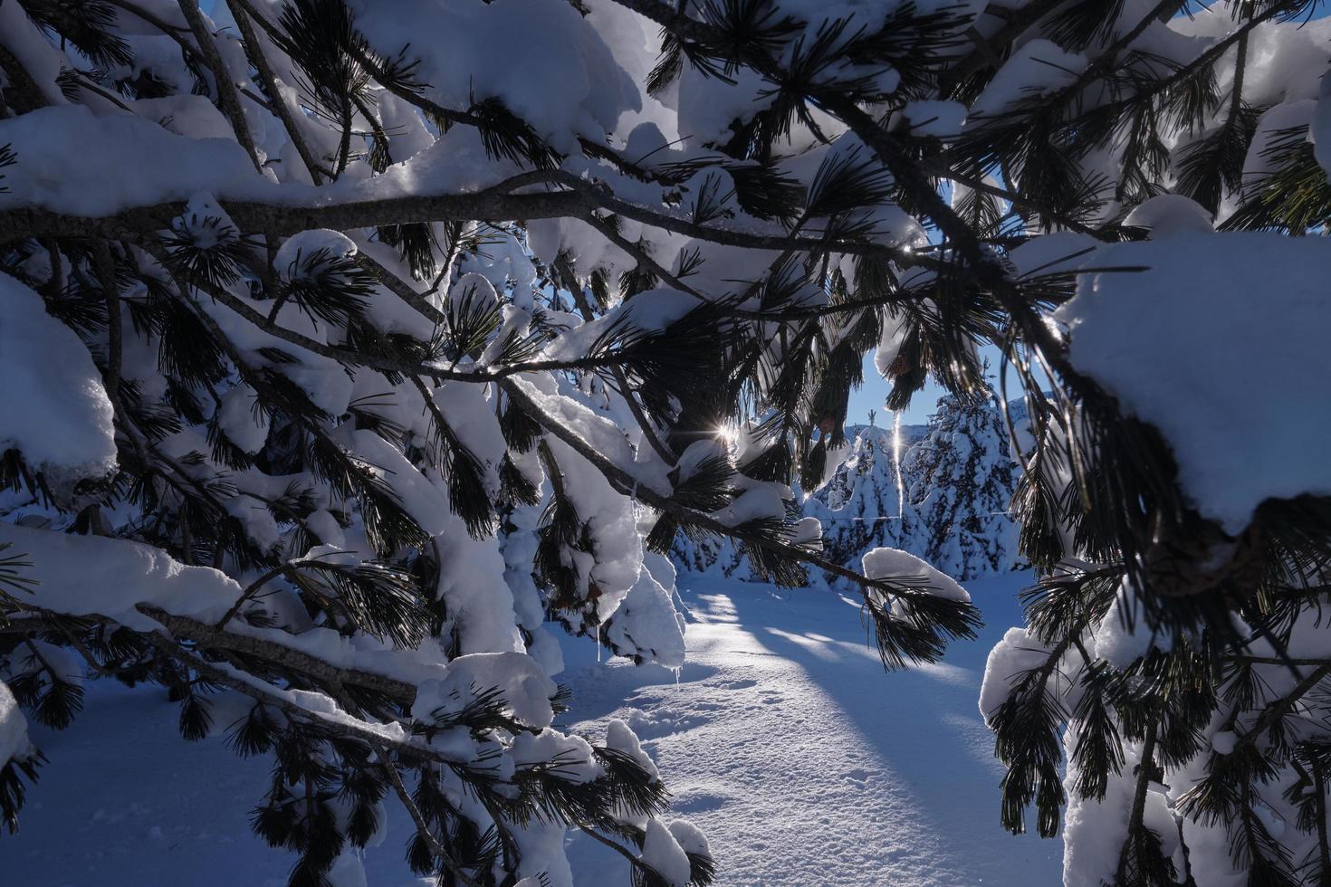 winter sunrise with fresh snow covered forest and mountains photo