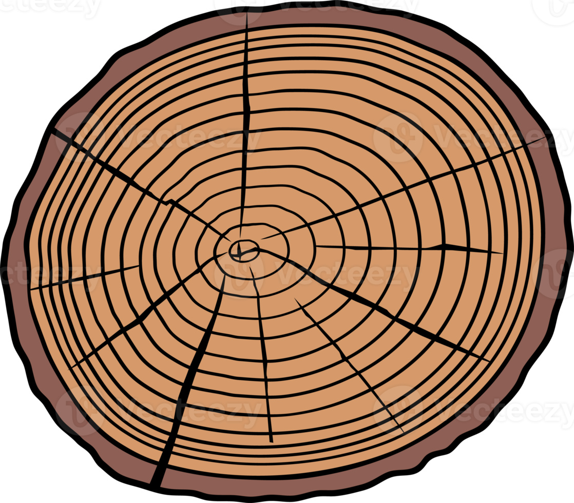 Tree Rings Illustration png