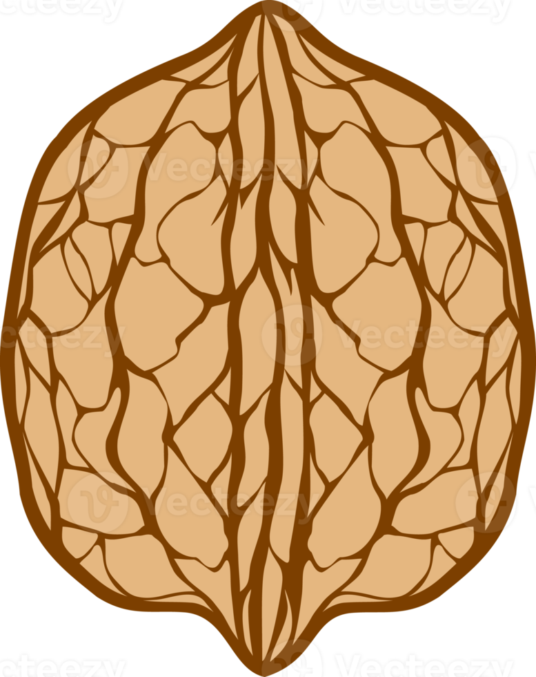 Walnut in Shell Illustration png