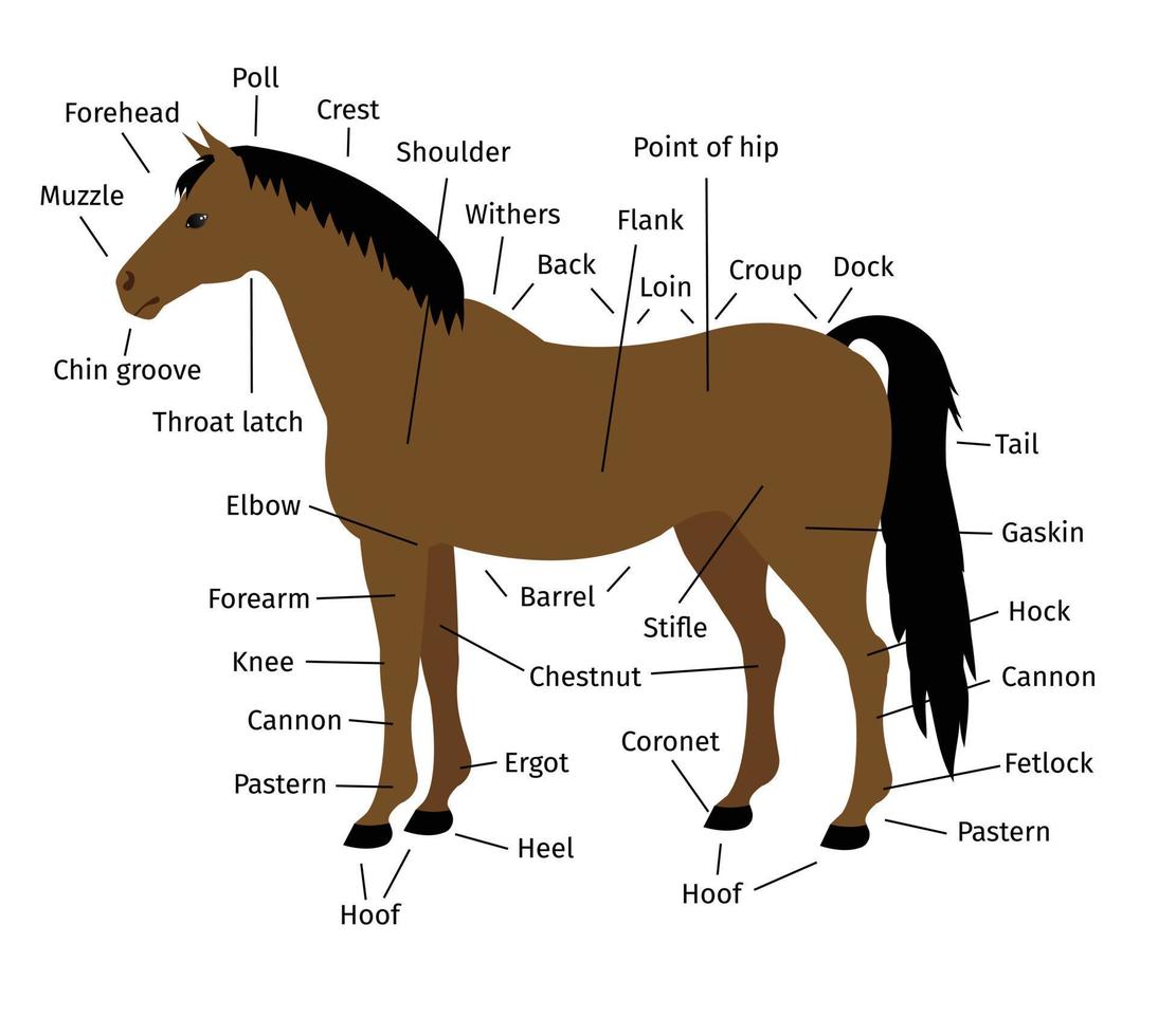 gráfico de información vectorial de la parte del caballo bayo vector