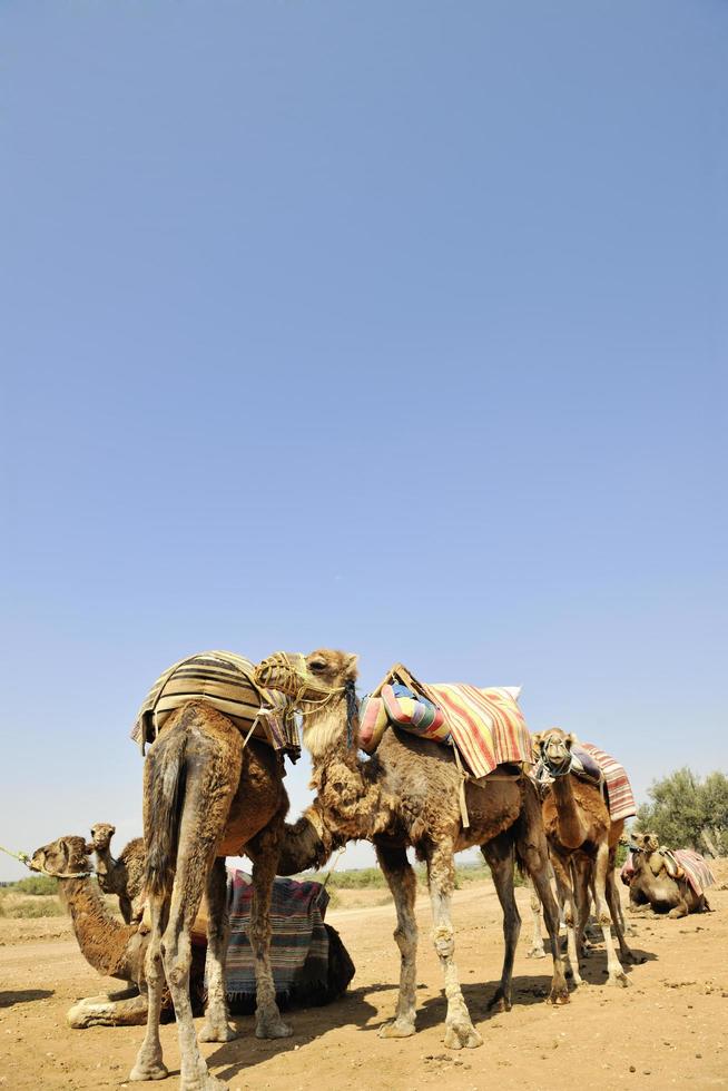 View of camels photo