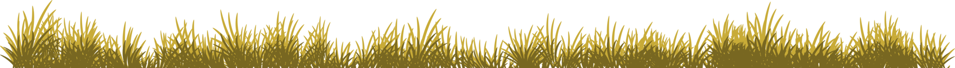 autumn grass. dry grass png