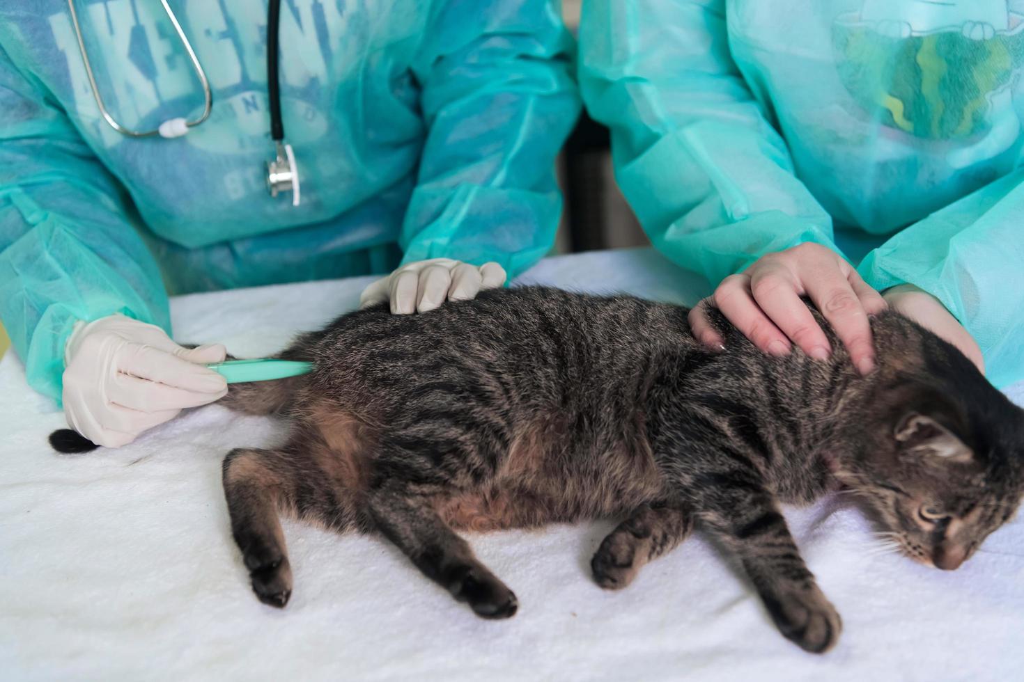 veterinario midiendo la temperatura del pequeño gatito foto